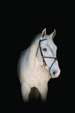 gianaterranovaphotography:  Some beautiful horse’s of my roommates