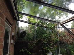 treesenpai:  the shrubbery crept into our old greenhouse through