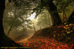 darkface:  The ancient woods of chestnuts in autumn morning ..