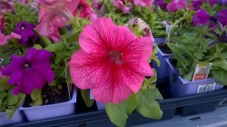 I fell in love with this strikingly beautiful petunia. I’m