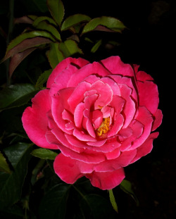 euph0r14:  macro | Pink rose | by naziadi | http://ift.tt/1QVfimy