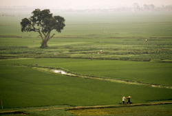 unrar:  Local farmers walk in the fields on their way home at
