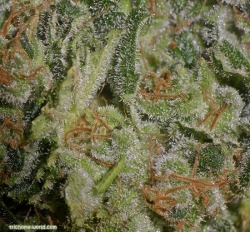 trichome-world:  Cannabis bud macro.. same plant.. grown under