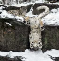 awwww-cute:Everyone. May I introduce you to the Snow Leopard.