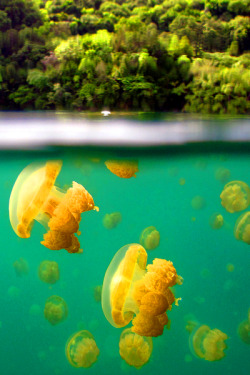 earthdaily:  Jellyfish Lake → DrTeNFeet on flickr 