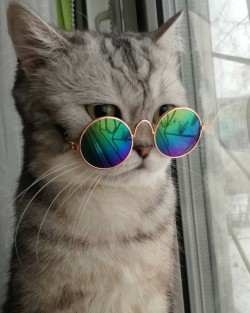 friendly-animals:  Buy these Cool Cat Glasses here > Link
