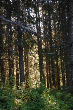 lsarcheryandstuff:  Elven woods 