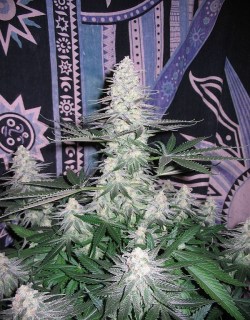 smokethaweed:  grass  ganja pot stoner weed marijuana herb420