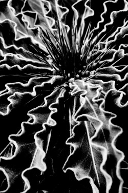 qbn-scholar:   Reworked.Cactus in B&W: Botanical Conservatory.