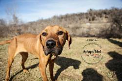 kcpetproject:  Claudia - F - 2 years- Labrador Retrever My sweet