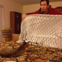 steffy6michelle:  humoristics:  Cat confused by owner’s magic