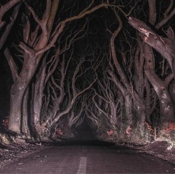 southern-gothic-decay: mosertone: The dark hedges, Northern Ireland