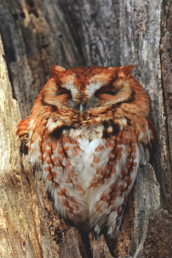 lsleofskye:Eastern Screech Owl (Red Morph)