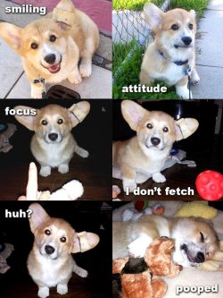 corgiaddict:  Faces of Ziggy Stardust.