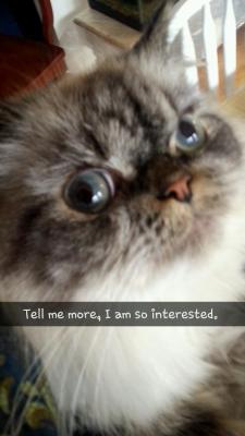 derpycats:  Tell me moar — I’m interested. 