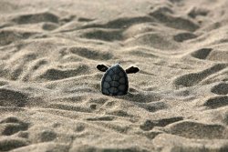 nubbsgalore:little baby buddy sea turtles photographed by jason