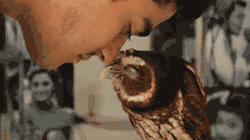 awwww-cute:  Eskimo kissing a tiny blinky owl 