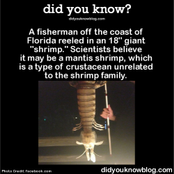 did-you-kno:  A fisherman off the coast of Florida reeled in