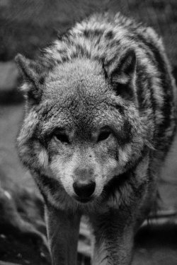 monochromacity:  'Le Grand Mechant Loup' by Salif Genete 