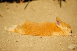 zorobunny:  photozou  One sunny day on Rabbit Island Okunoshima