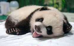 giantpandaphotos:  The world’s only surviving giant panda triplets