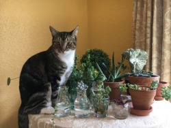 succulents4life:  Someone is too interested in water therapy