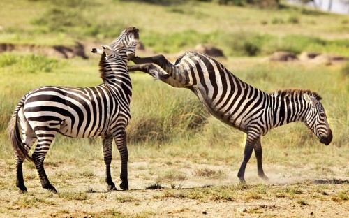Not tonight, dear … you’ve got a headache (Zebras, Tanzania)