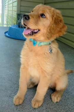 hey-gune:  Flynt showing off his new bow tie!