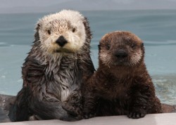 dailyotter:  Never Have Sea Otters Posed So Perfectly for a Portrait