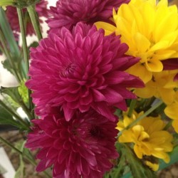 Flowers 2 #pretty #purple #yellow #flowers