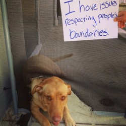 dogshaming:  I Have Boundary Issues  “I have issues respecting