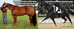 labradorcrew:  theclassicalhorse:  little-stag:  muscle-horse-appreciation:
