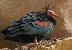 hansarai:  lotsofbirds:  Northern Bald Ibis (Geronticus eremita)