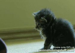 animalsdoingstuff:  Boop to turn off kitten. 
