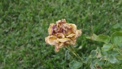 Beauty of a withering rose.