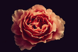 floralls:    (via 11 | Flickr - Photo Sharing!)  
