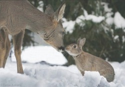 rotiferola:  fallen—creation:  The real life Bambi and Thumper