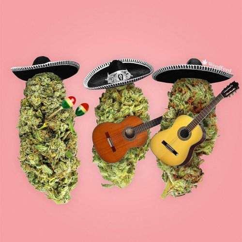thereeferbrand:  Why?  Because. ..