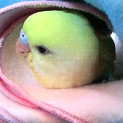 cupsnake:  tootricky:  nap prep with little budgie (source) 