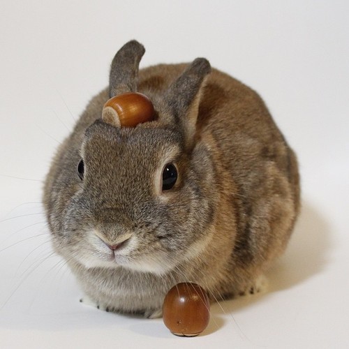 dustidustbunni.tumblr.com/post/99192181129/