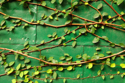 hueandeyephotography:  Vines on green metal door, Charleston,