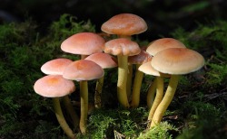 Fungi