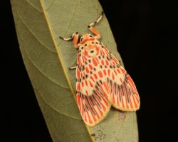 sinobug:Footman Moth (Barsine cf. orientalis, Lithosiini, Arctiinae,