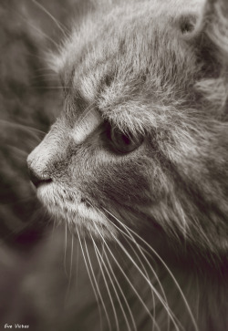 eve-victus-art:  Vintage Cat by EveVictusThis is a male Russian