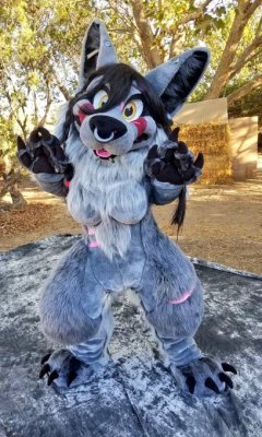 fursuitpursuits: RT @WildValfreya: Almost 500 followers 💕