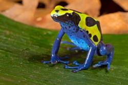smilingsloths:  a blue and yellow frog. i love nature.
