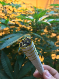bluntburningprincess:  Sour Diesel topped with Blackberry Kush