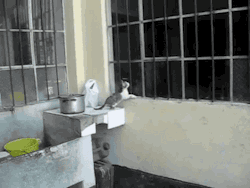 mentalalchemy:  gifsboom:  Mother cat to rescue kitten   I thought