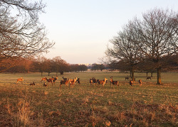 londonguest:  Destination Number 2 - Richmond ParkFind out more