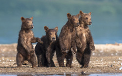 magicalnaturetour:  Four brown bear cubs watch dad plunge into